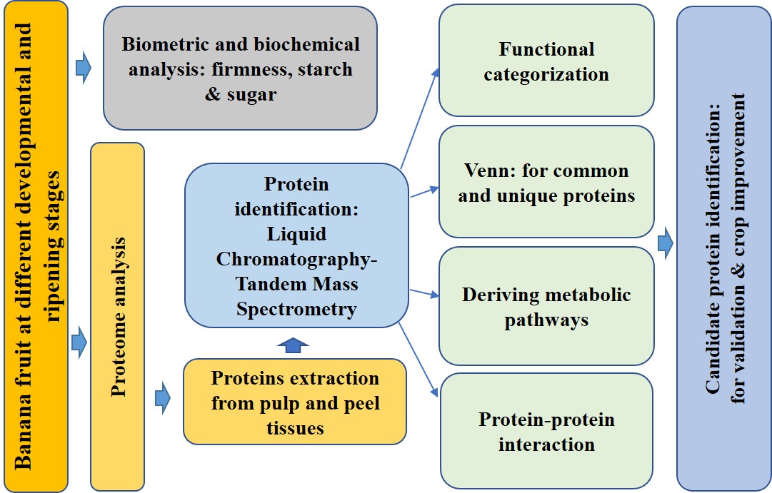 Graphical Abstract